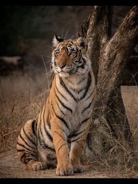 Custom Fridge Magnet Tiger Wildlife Home Kitchen Decor